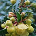 Berberis gagnepainii fleur P30